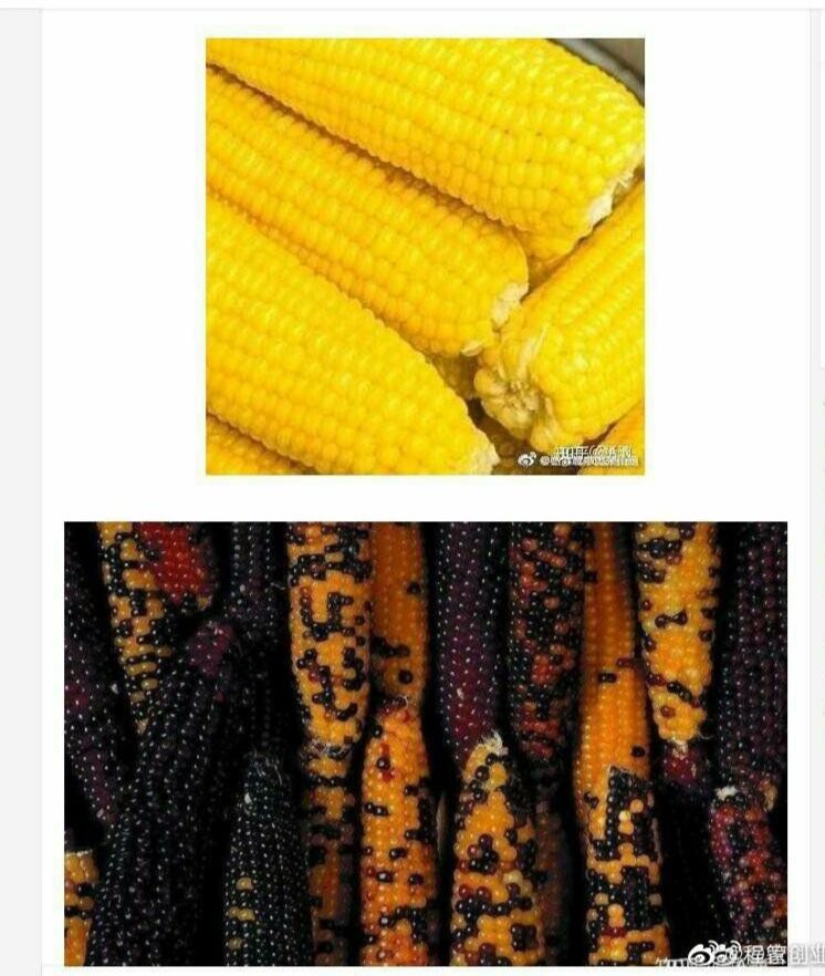 中华民族复兴可能需要外国人来完成???-陌路人博客-第5张图片